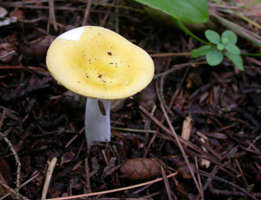 Russula lutea – This small Fragile Yellow Russula has yellow only in the skin which peels easily.